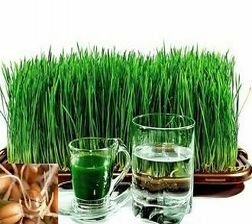 didmenine-prekyba-ekologiskais-maisto-produktais